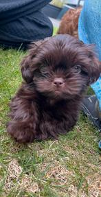 Toy poedel/Shih tzu pups, Poedel, Meerdere, Meerdere dieren, Nederland