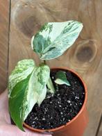 Monstera thai constellation plant mint albo cream galaxy wit, Huis en Inrichting, Kamerplanten, Ophalen of Verzenden, Halfschaduw