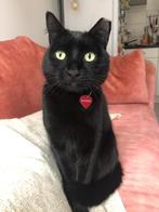 Ter adoptie aangeboden: volledige zwarte kat Harper +/- 9 jr, Dieren en Toebehoren, Kater, Gechipt, 6 jaar of ouder