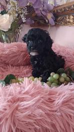 Toypoedel x dwergpoedel, Dieren en Toebehoren, Poedel, Parvo, Reu, 8 tot 15 weken