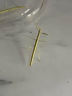 Wandelende takken psg1 te koop, Dieren en Toebehoren, Wandelende tak