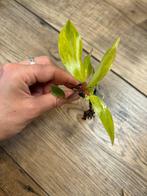 Philodendron painted Leady, Ophalen of Verzenden