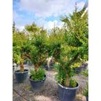 Punica Granatum - Granaatappel g87184, Tuin en Terras, Planten | Tuinplanten, Ophalen of Verzenden