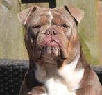 Prachtig Old English Bulldog teefje, Teef, Bulldog, Meerdere, 3 tot 5 jaar
