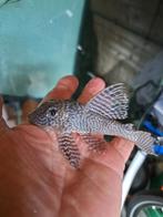 L nummers L066 King Tiger Pleco, Vis, Zoetwatervis