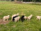 Mooie quessant grasmaaiers te koop, Mannelijk, Schaap, 0 tot 2 jaar