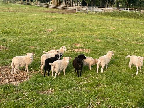 Mooie quessant grasmaaiers te koop, Dieren en Toebehoren, Schapen, Geiten en Varkens, Schaap, Mannelijk, 0 tot 2 jaar