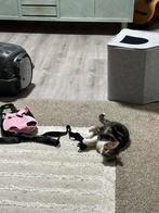 Amerikaanse korthaar vrouw, Dieren en Toebehoren, Katten en Kittens | Overige Katten, Poes, Kortharig, 0 tot 2 jaar