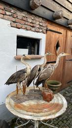 opgezette reigers 3 stuks taxidermie, Verzamelen, Ophalen of Verzenden, Vogel, Opgezet dier