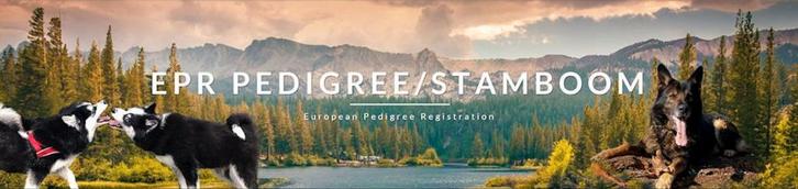 EPR stamboom voor Pomsky's en andere rassen, Dieren en Toebehoren, Honden | Poolhonden, Keeshonden en Oertypen, Meerdere dieren