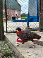 gezocht: temminck tragopaan haan, Dieren en Toebehoren, Pluimvee, Mannelijk, Kip