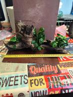 Aquarium hout met planten. Anubias, bucephalandra of mossen., Dieren en Toebehoren, Ophalen, Plant(en), Steen of Hout