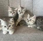 Britse korthaar kittens, Meerdere dieren, Ontwormd, 0 tot 2 jaar