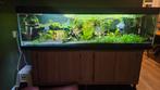 Groot compleet aquarium te koop 2 meter 200 cm, Ophalen, Gebruikt, Gevuld zoetwateraquarium