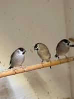 bichenow/ceres amadines, Dieren en Toebehoren, Vogels | Overige Vogels, Mannelijk, Tropenvogel