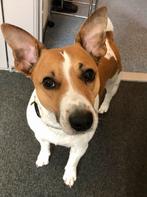 Sjakie, 6 jaar of ouder, Rabiës (hondsdolheid), Jack Russell Terriër, Reu