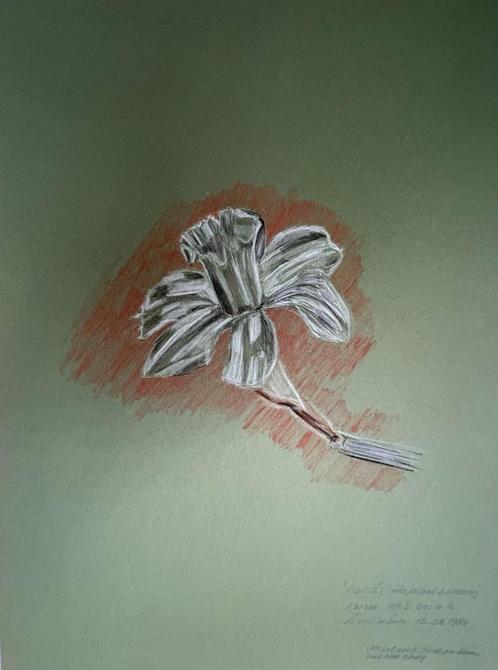 Louis van Gorkum - Narcis II 50x35, Antiek en Kunst, Kunst | Schilderijen | Klassiek, Ophalen of Verzenden