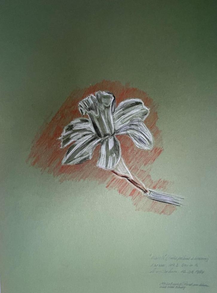 Louis van Gorkum - Narcis II 50x35, Antiek en Kunst, Kunst | Schilderijen | Klassiek, Ophalen of Verzenden