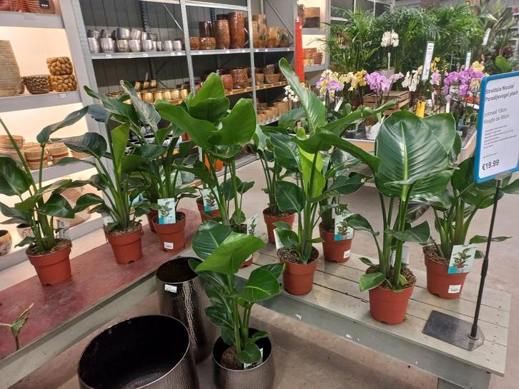 Strelitzia nicolai 90 cm hoog, Huis en Inrichting, Kamerplanten, Overige soorten, Minder dan 100 cm, Groene kamerplant, Halfschaduw