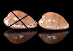 Schelpen: Cypraea comptonii 23,8-26,5mm - groot en breed, Ophalen of Verzenden, Schelp(en)