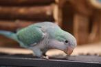 Baby Muisparkieten | Getest | Jonkies | Makkelijk tam, Meerdere dieren, Parkiet, Pratend