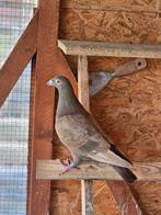 Postduiven duiven (bruine doffer)