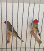 Binsen astrilde 2024 broedkoppel, Meerdere dieren, Tropenvogel