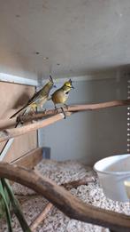 Onverwante koppels groene kardinalen kardinaal, Dieren en Toebehoren, Vogels | Overige Vogels, Meerdere dieren, Geringd