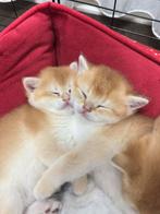 British Shorthair, Dieren en Toebehoren, Katten en Kittens | Raskatten | Korthaar, Poes, Met stamboom