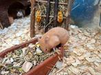 super lieve tamme goudhamsters, Dieren en Toebehoren, Knaagdieren, Hamster, Meerdere dieren, Tam, Oktober