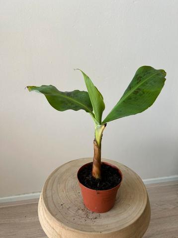 Musa dwarf cavendish beschikbaar voor biedingen