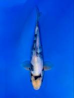 VHQ Tateshita Shiro Utsuri 25-30cm Japanse koi, Karper of Koi