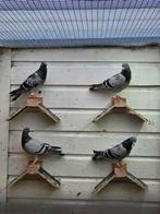 2 koppel postduiven samen 5 euro, Meerdere dieren, Postduif