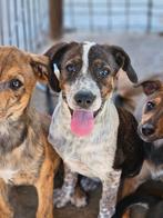 Pup Olivia zoekt een baasje, Dieren en Toebehoren, Honden | Niet-rashonden, Rabiës (hondsdolheid), 15 weken tot 1 jaar, Handelaar