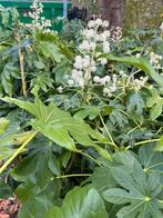 Fatsia Japonica – 140cm, Tuin en Terras, Planten | Tuinplanten, Ophalen, Overige soorten, Halfschaduw