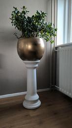 Volle Crassula ovata (ook wel jadeplant of geldbo, Huis en Inrichting, Ophalen, Overige soorten, Minder dan 100 cm