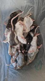 Voederdieren rat ca halfwas, Dieren en Toebehoren, Ophalen, Overige typen