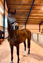Nieuwe paard, oude advertentie, ruil/ koop recreatie merrie, Dieren en Toebehoren, Paarden, Merrie, Recreatiepaard, Gechipt, 11 jaar of ouder