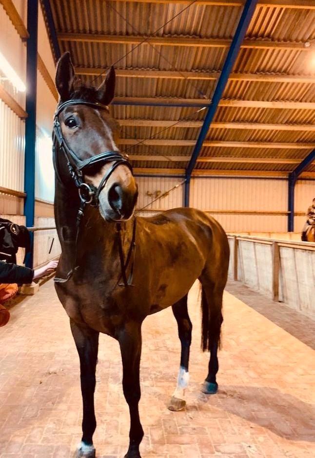 Ruilen:  top brave merrie tegen  een veulen, Dieren en Toebehoren, Paarden, Merrie, Niet van toepassing, 165 tot 170 cm, 11 jaar of ouder