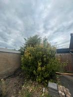 Gratis afhalen zelf uitgraven, Tuin en Terras, Planten | Bomen, Ophalen of Verzenden, Halfschaduw, Overige soorten, 100 tot 250 cm