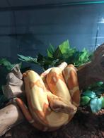 boa constrictor een mooie dame, Dieren en Toebehoren, Slang, 3 tot 6 jaar