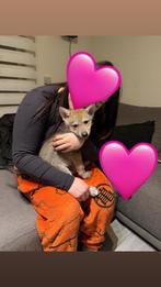 Wolfhond puppy’s, Dieren en Toebehoren, België, Particulier, 8 tot 15 weken, Teef