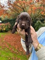 Duitse Staande Langhaar Puppy's met Stamboom, Dieren en Toebehoren, Duitse Staande hond, Rabiës (hondsdolheid), 8 tot 15 weken