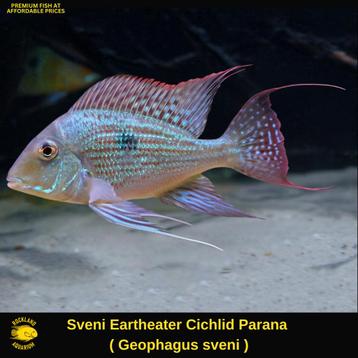 Geophagus sveni beschikbaar voor biedingen