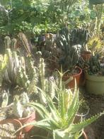Vet planten waaronder ook aloë vera en cactussen te koop., Huis en Inrichting, Kamerplanten, Ophalen of Verzenden, Halfschaduw
