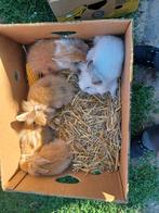 dwerg konijntjes, Dieren en Toebehoren, Konijnen, Meerdere dieren, Dwerg