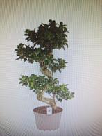 Bonsai Ficus Ginseng, Ophalen, Ficus, Halfschaduw, Minder dan 100 cm