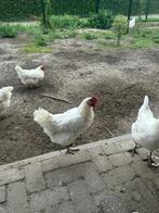 Poulle de Bresse kippen, Dieren en Toebehoren, Pluimvee, Vrouwelijk, Kip