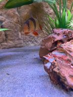 clown botia, Dieren en Toebehoren, Vis