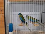 Turquoisine parkieten, Meerdere dieren, Parkiet, Geringd
